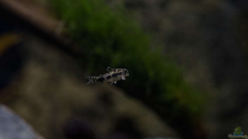 corydoras habrosus - Schachbrett-Zwergpanzerwels von GoreSlayer (34)