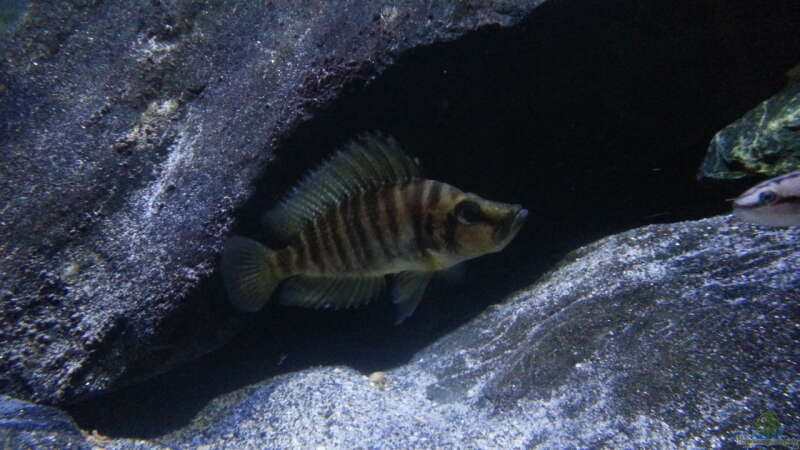 Altolamprologus compressiceps ´Golden Head´ von Bitman (48)