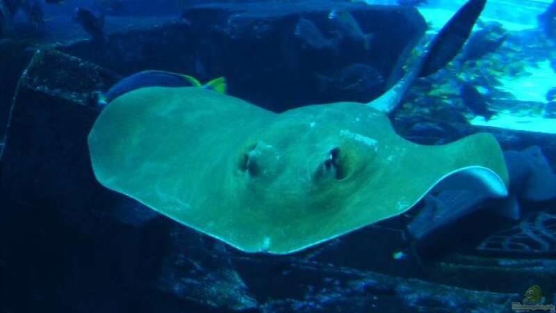 Aus den Aquarien der Welt , Fakten und Eindrücke über das Ambassador Lagoon & Dubai Aquarium (VAE, UAE)