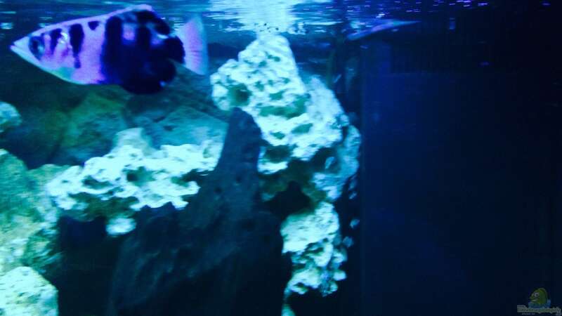 Besatz im Aquarium Becken 29622 von _JWoww_ (15)