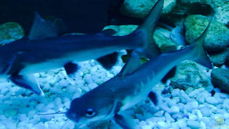 Besatz im Aquarium Becken 29622 von _JWoww_ (17)