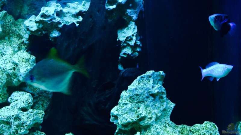 Pflanzen im Aquarium Becken 29622 von _JWoww_ (8)