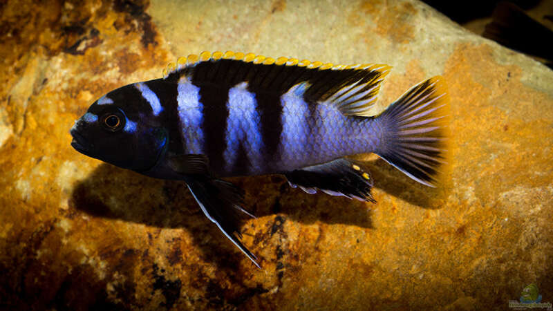 Labidochromis sp. mbamba bay von AjakAndi (37)