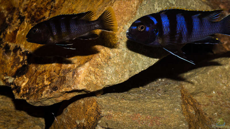 Einrichtungsbeispiele für Labidochromis sp. "mbamba"