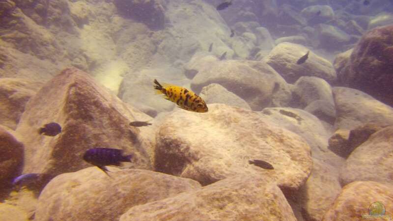 Pflanzen im Aquarium Lake Malawi Cichlids von Florian Bandhauer (29)