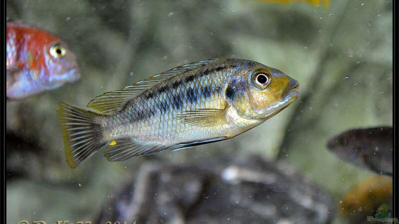 Aquarien mit Petrotilapia sp. "yellow chin"