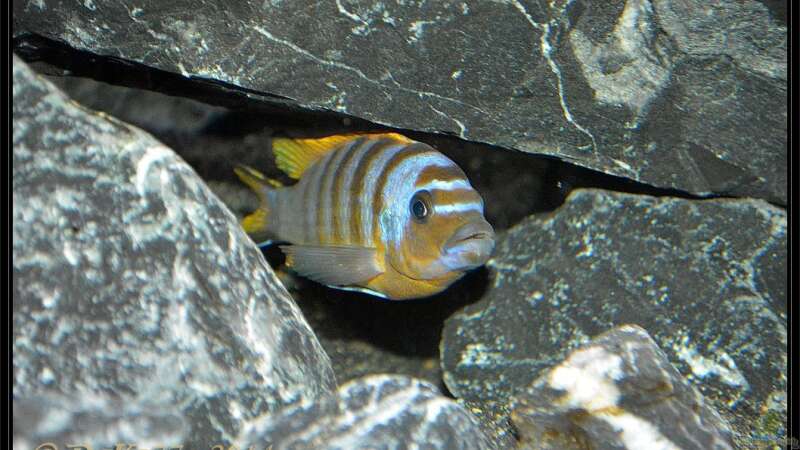 Maylandia sp. "zebra long pelvic" im Aquarium halten (Einrichtungsbeispiele für Maylandia sp. "zebra long pelvic")