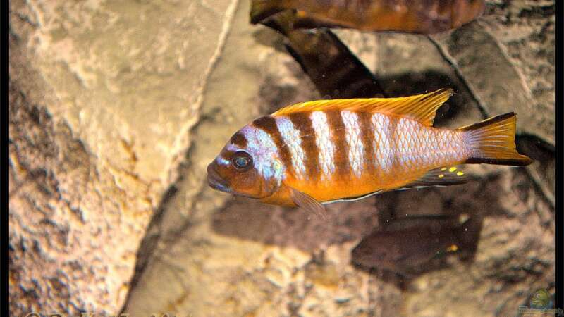 Maylandia sp. "zebra long pelvic" im Aquarium halten (Einrichtungsbeispiele für Maylandia sp. "zebra long pelvic")