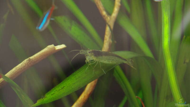 Caridina multidentata, Amanogarnele von Herr H. (31)