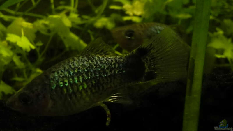 März 2014 - Blauer Platy von DasJin (17)