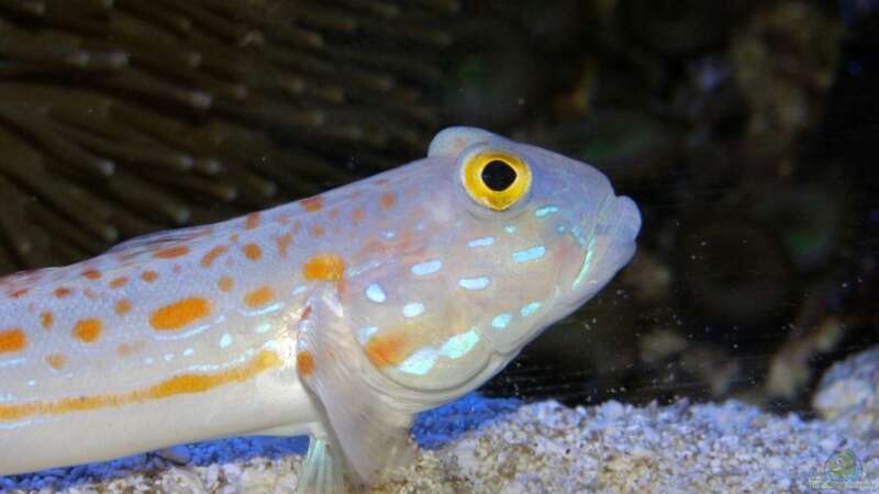 Grundeln im Aquarium halten (Einrichtungsbeispiele für Grundeln)