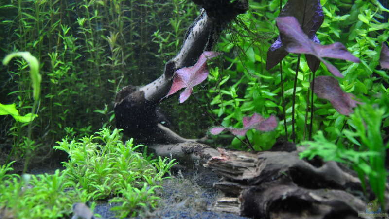 Corydoras panda/Panda Panzerwels von Michael Z. (37)