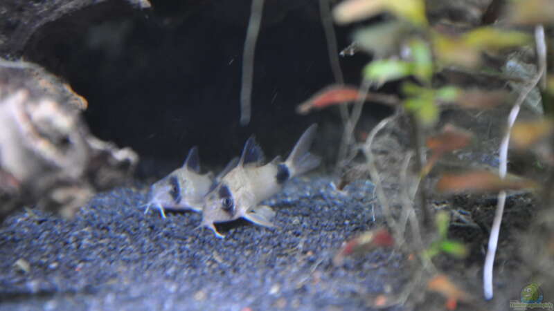 Aquarien für Corydoras panda (Panda-Panzerwels)