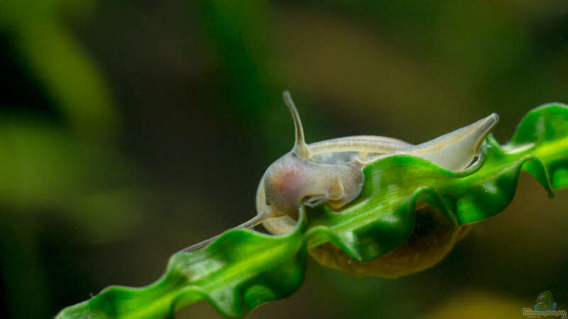 Blasenschnecke von rasrol (30)