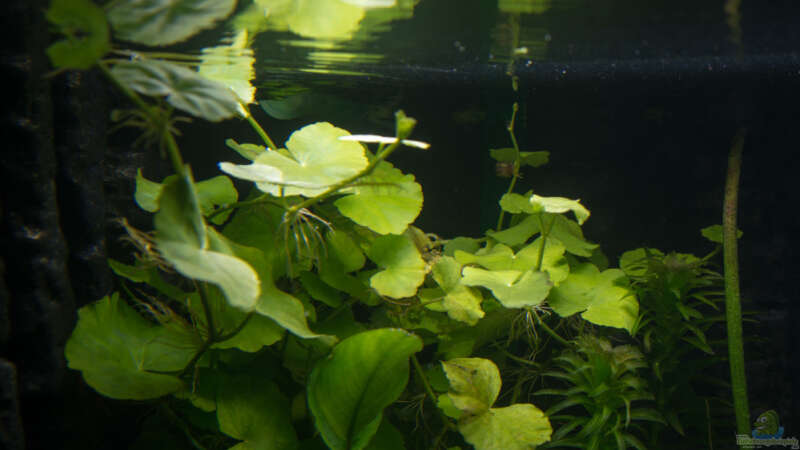 Hydrocotyle leucocephala von rasrol (13)