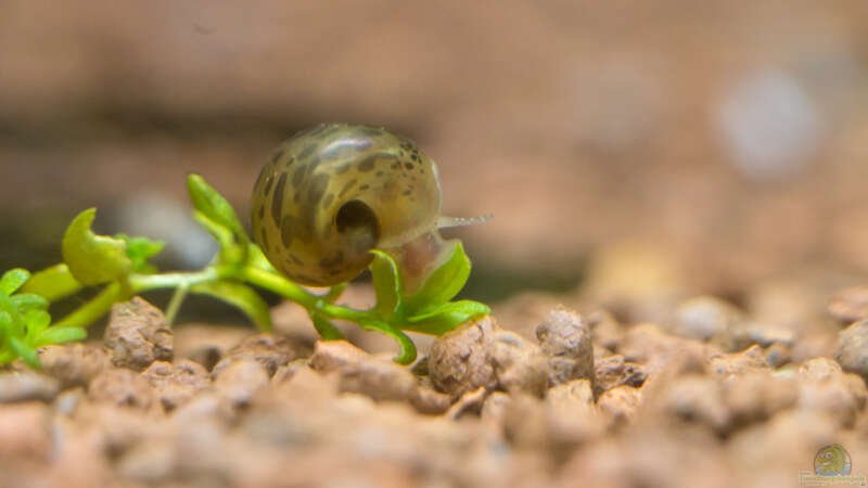 klitzekleine Posthornschnecke von rasrol (33)