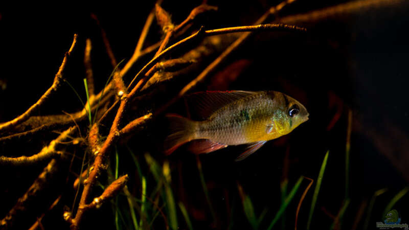 Einrichtungsbeispiele für die Haltung von Mikrogeophagus altispinosus (Bolivianischer Schmetterlingsbuntbarsch) im Aquarium