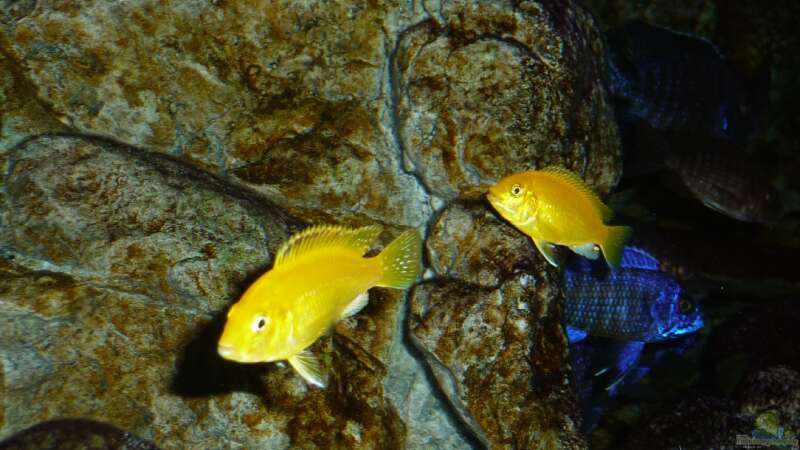 Labidochromis "Yellow" caeruleus im Aquarium halten (Einrichtungsbeispiele für Gelber Malawimaulbrüter)