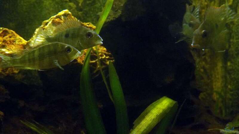 Einrichtungsbeispiele für Geophagus tapajos "Red Head" (Rotkopf-Erdfresser)