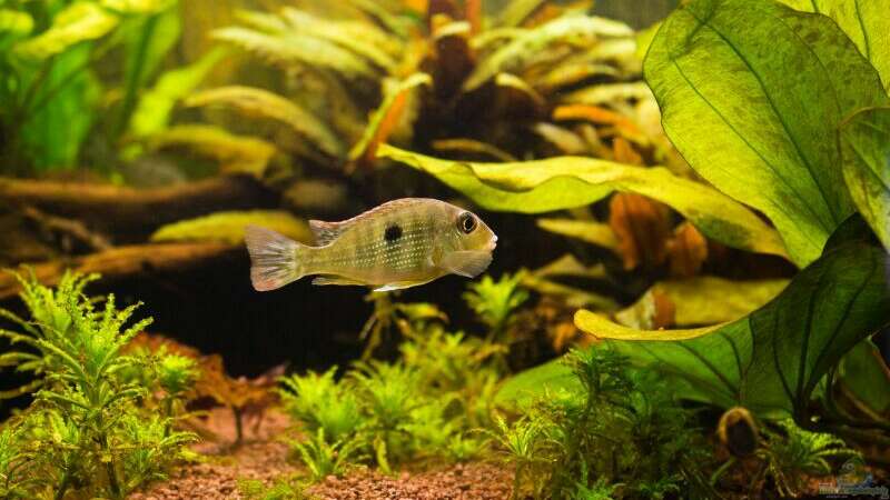 Geophagus Tapajos red head von Seemann (45)