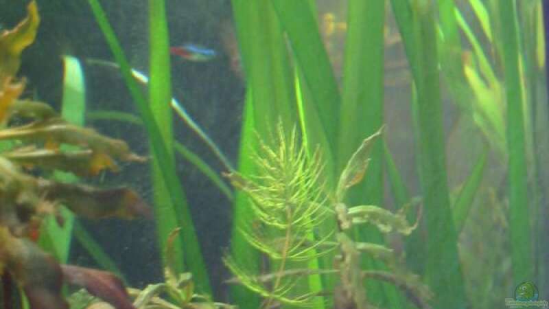 Vallisneria Gigantea, Rotala macrandra ( nicht mehr im Becken ) von Sandra Bäumgen (4)