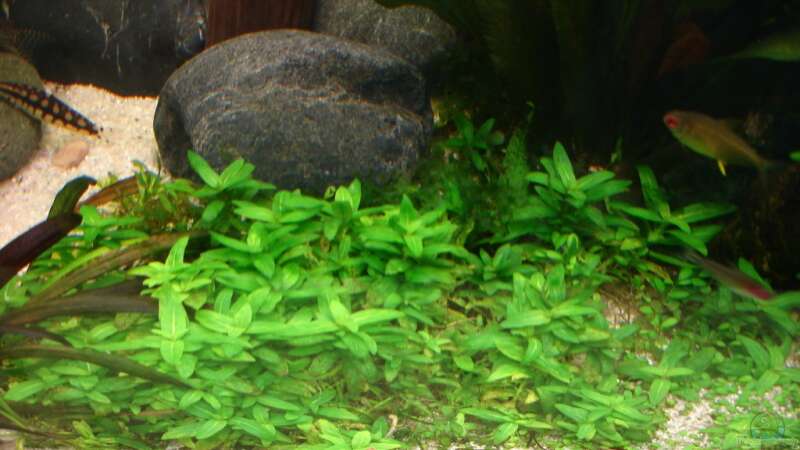 Aquarien mit Staurogyne repens (Kriechende Staurogyne)