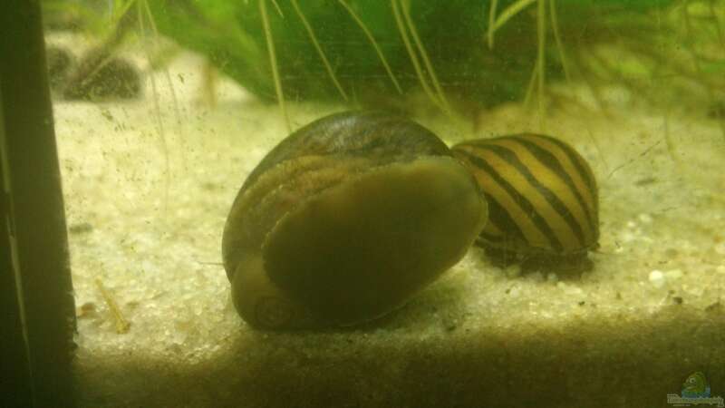 Schnecken im Aquarium halten (Einrichtungsbeispiele mit Schnecken)