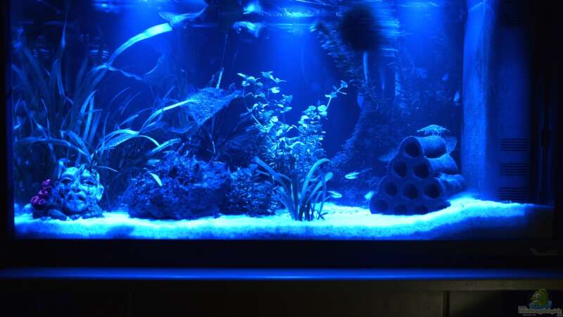 Aquarium bei Nacht mit 3 Mond-LED I von Will (4)