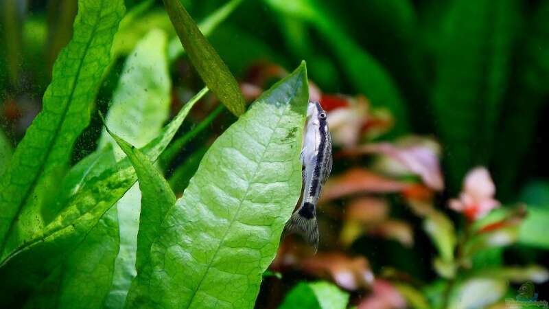 Otocinlus beim Algenraspeln von Nano Jojo (8)