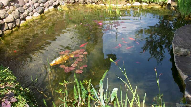 Teich von Lily (4)