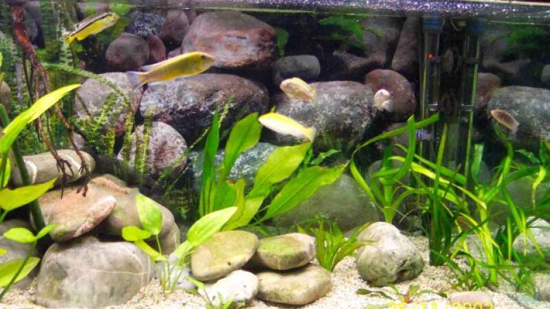 Pflanzen im Aquarium Becken 308 von Hans Waack (4)