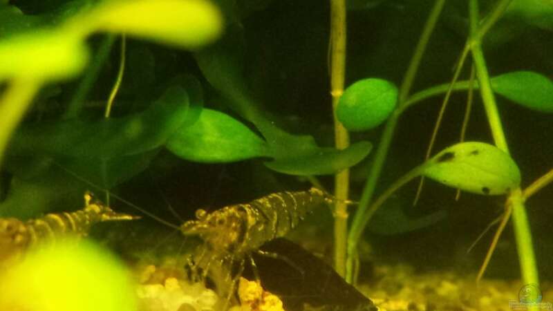 Caridina pareparensis parvidentata halten (Einrichtungsbeispiele für Sulawesi Inlandsgarnelen)