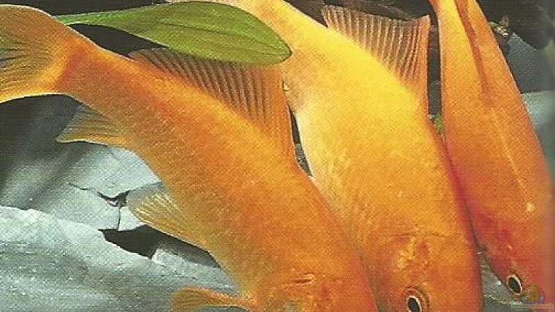 Goldfische - ...auf ein offenes Wort