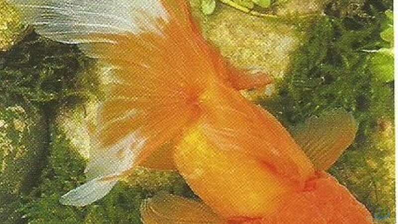 Goldfische - ...auf ein offenes Wort