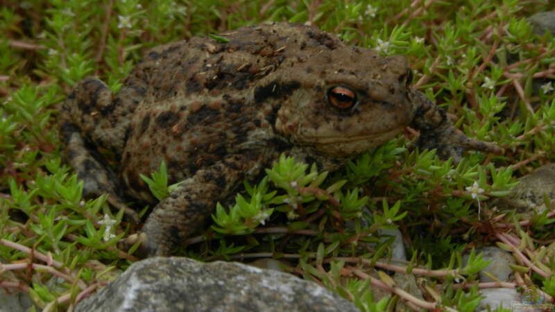 Erdkröte (Bufo bufo) im Nadelkraut - meine natürliche ´Schneckenpolizei´ für von Sambia (62)