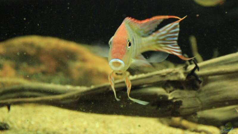 Geophagus Red Head von Thomas S-H (30)