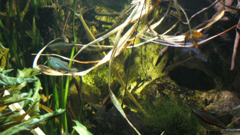 Devario aequipinnatus im Aquarium halten (Einrichtungsbeispiele für Malabarbärblinge)