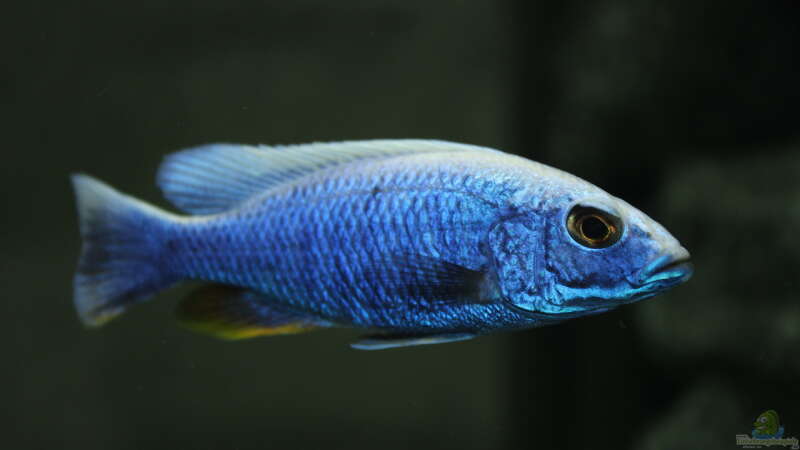 Einrichtungsbeispiele für Aquarien mit Sciaenochromis fryeri (Azurcichlide)