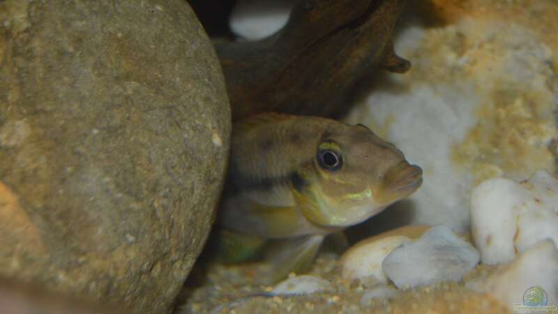 Chromidotilapia Kingslyae von David Breuers (14)