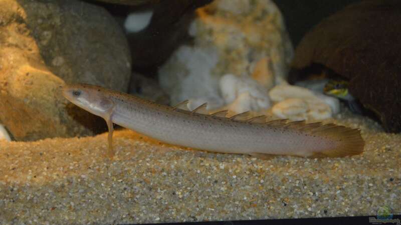 Einrichtungsbeispiele für die Haltung von Polypterus senegalus (Senegal-Flösselhecht) im Aquarium