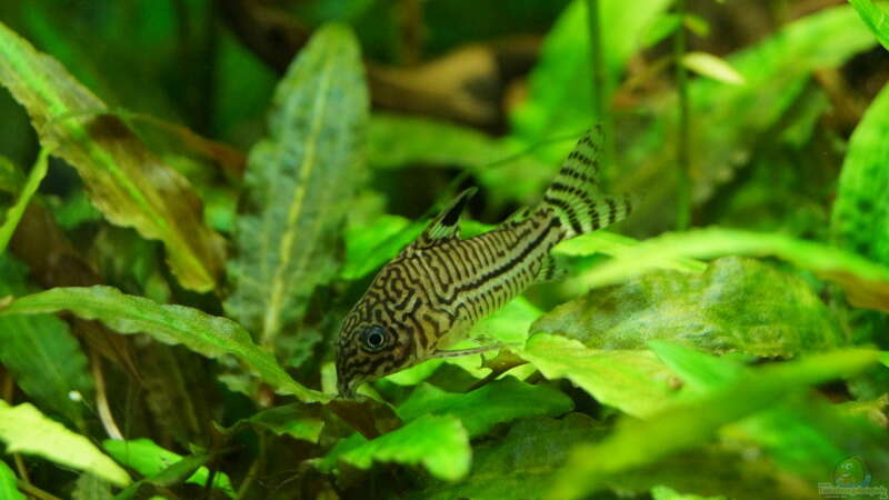 Corydoras julii von Guido Seifert (14)