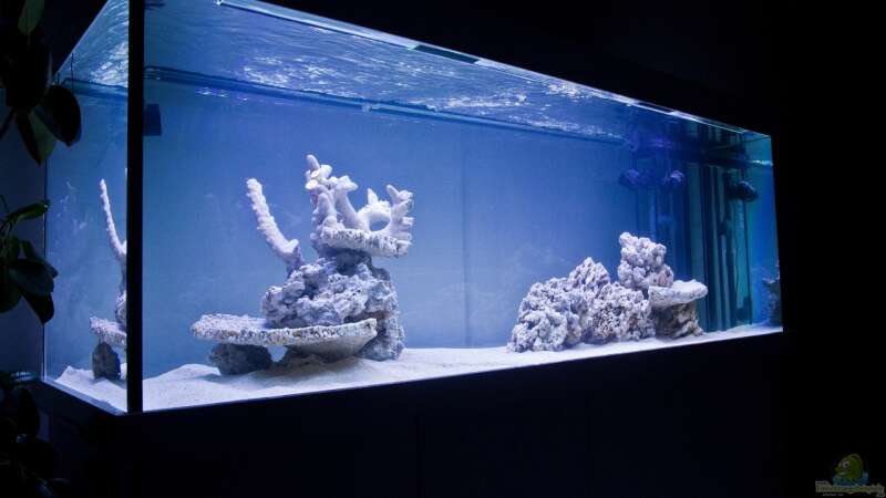 Beispiele und Infos zu Meerwasseraquarien (Einrichtungsbeispiele für ein Salzwasseraquarium)