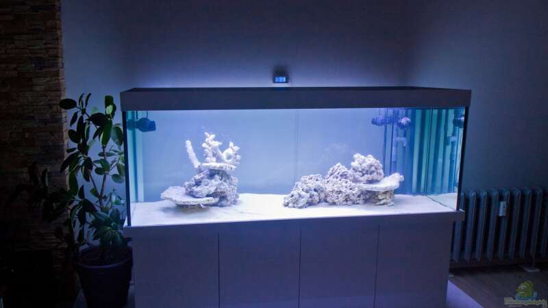 Meerwasseraquarium mit 35 kg totem Gestein von MH (4)