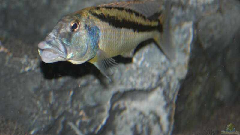 Aristochromis Christyi_5 von Swenni (68)