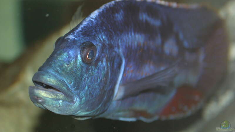 Nimbochromis fusco von Swenni (57)