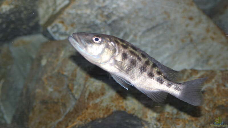 Tyrannochromis Nigriventer von Swenni (51)