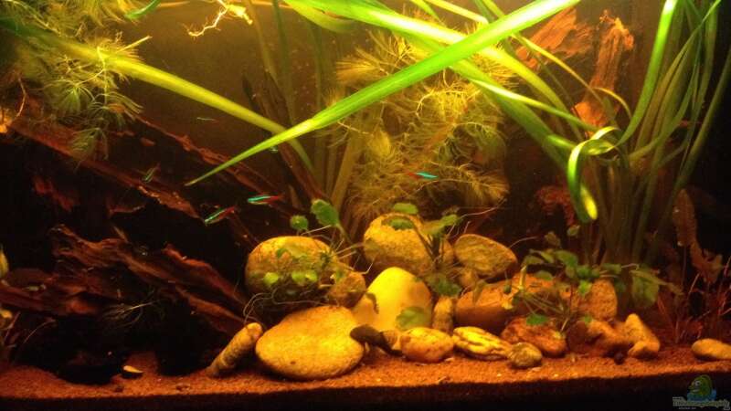 Aquarium Hauptansicht von Becken 24 von der Steirer (21)