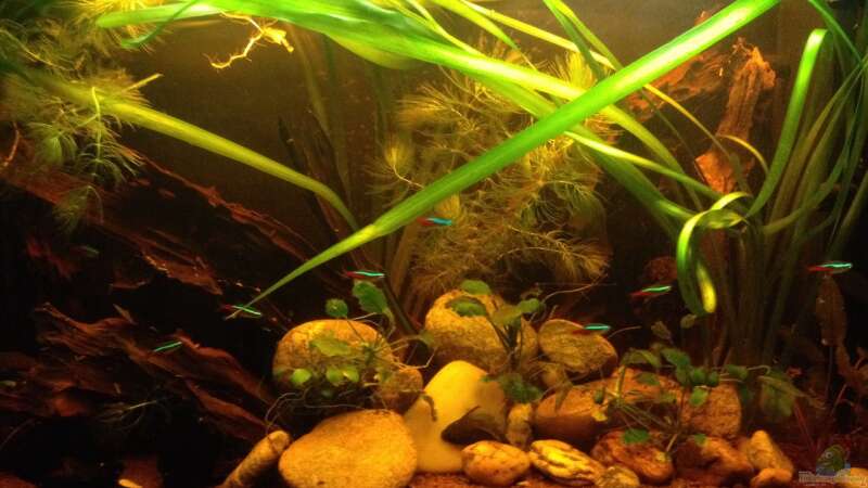 Aquarium Hauptansicht von Becken 24 von der Steirer (23)