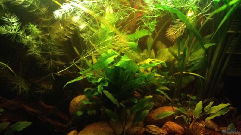 Aquarium Hauptansicht von Becken 24 von der Steirer (27)