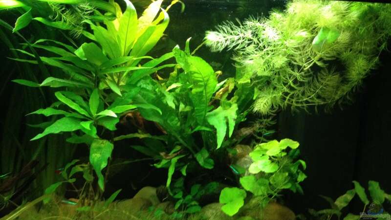 Aquarium Hauptansicht von Becken 24 von der Steirer (36)